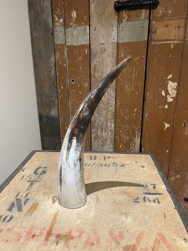 Decorative polished cow horn - polished,