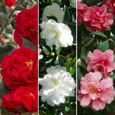 Camellia Tricolour Collection
