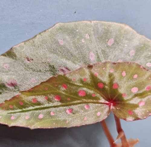 Begonia malachosticta top - begonia,