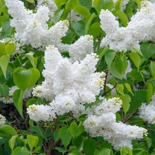 Syringa Vulgaris Madame