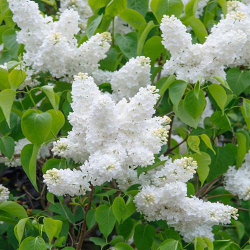 Syringa vulgaris madame - syringa,