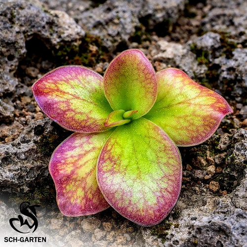 Pre sale pinguicula sch - pre-sale,