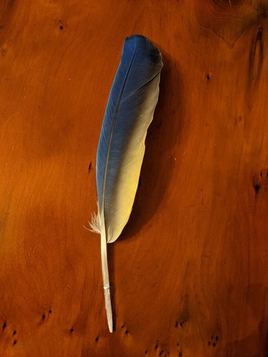 Parrot feather blue - and, gold