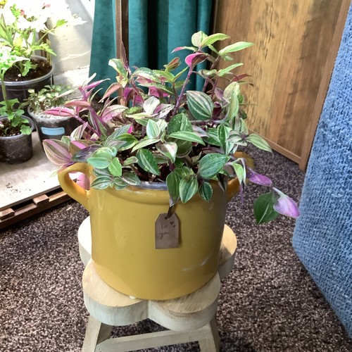 Tradescantia mundula lisa - tradescantia,