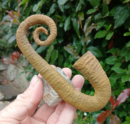 Fossil ancyloceras ammonite - fossil,