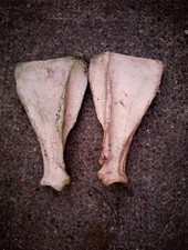 Cow Scapular Real Bones taxidermy curiousity odditys Halloween 