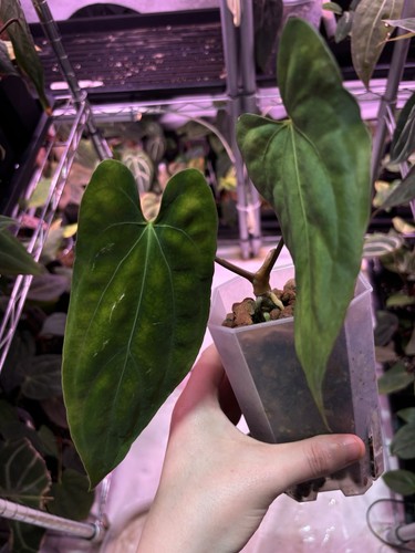 Anthurium blue papillaminum - blue, x