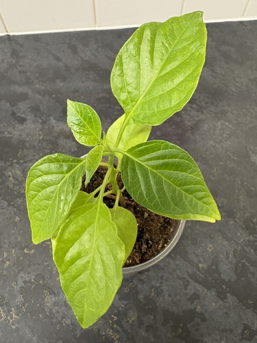 Aribibi gusano chilli ঘ - chilli,, ঘি