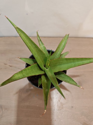 Sansevieria platinum crown - sansevieria, 'platinum