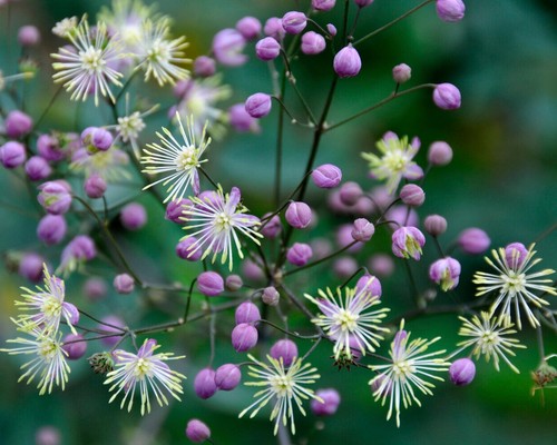 Thalictrum elin herbaceous - thalictrum, 'elin',