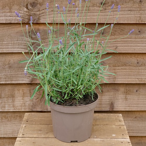 Lavender angustifolia hidcote - lavender,