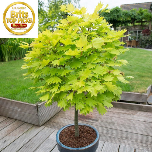 Japanese maple tree - japanese,