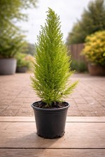 Live Cupressus Wilma