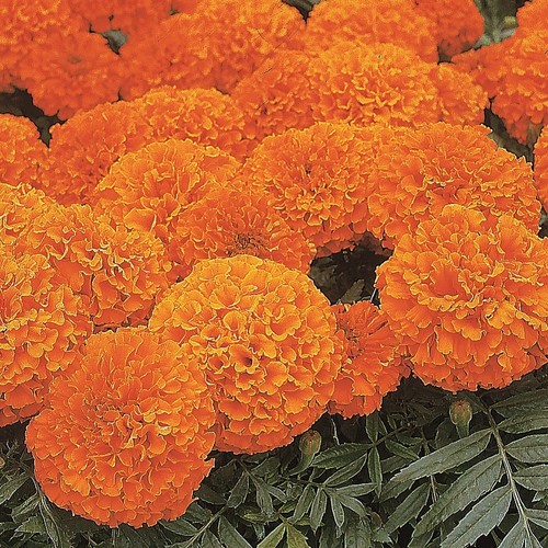 African marigold orange - marigold,