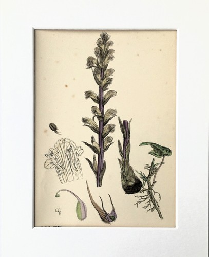Ivy broomrape sowerby - ivy, broomrape-