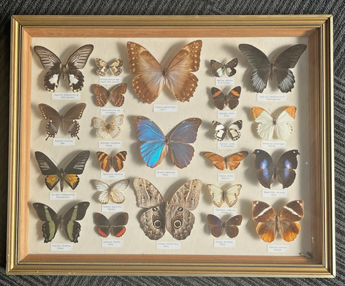 Taxidermy butterfly collection - taxidermy,