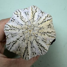 Flash sale Rare Plant