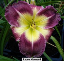 Hemerocallis,  Laura Harwood  ( 2+    bareroot fans )