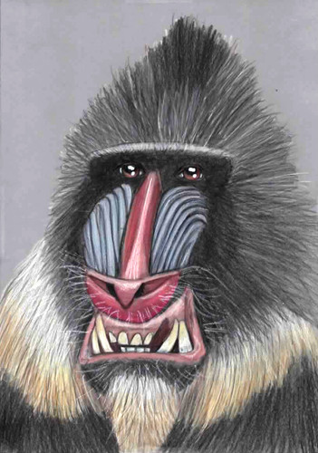 Original color pencil artwork