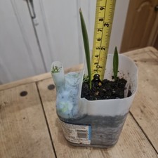 Medjool Date Palm Tree x2