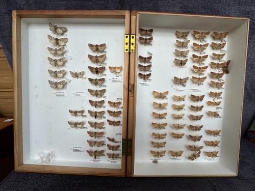 Store box british moths - box,