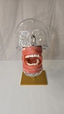 Dental Phantom Head simulator