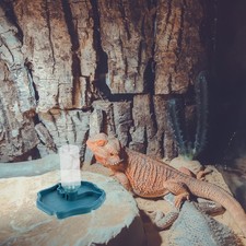  Lizard Tank Accessories Water