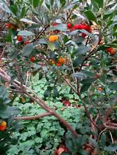 12 STRAWBERRY TREE SEEDS - ARBUTUS UNEDO