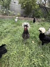 Fertile chicken purebred - 12+,