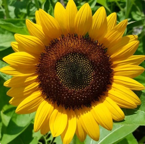 Sunflower giant single flower - sunflower,