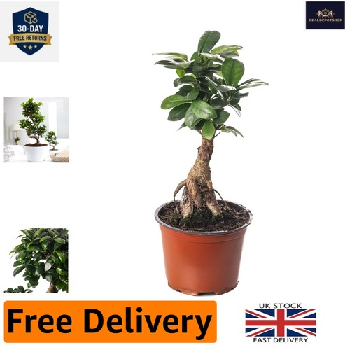 Stylish 30cm ficus ginseng - stylish, 20-30cm
