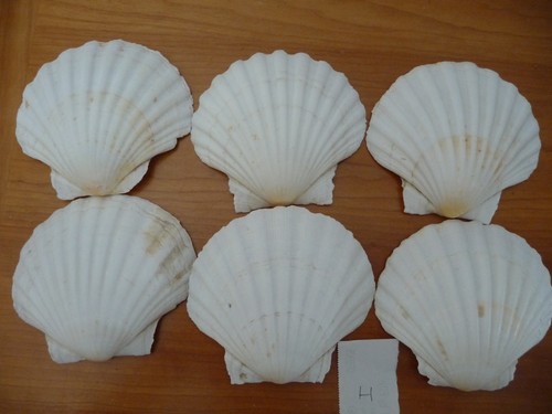 Large scallop sea - 6,