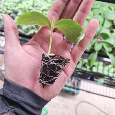 Cucumber - Telegraph - 6 Plug