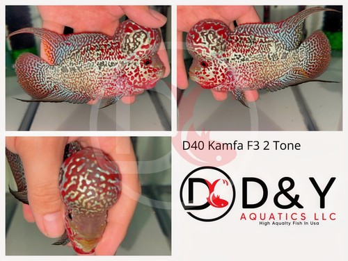 D40 live aquarium flowerhorn - aquarium,