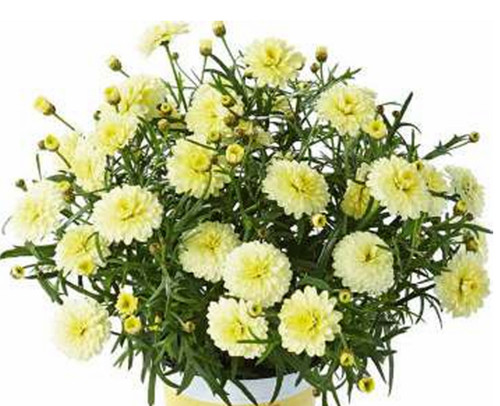Argyranthemum aramis double - 6,