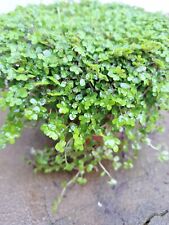 Soleirolia Helxine Green - Baby Tears | 13cm Potted Attractive Indoor Plant