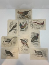 Antique Hand-Colored Bird