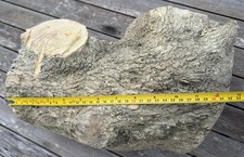 Large Boxwood Log With 1 Crack