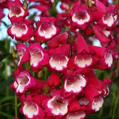 Penstemon amelia jane 5 - penstemon,