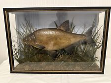 taxidermy fish bream collectables
