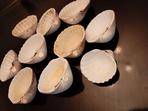 Prickly cockle shells with - cockle,