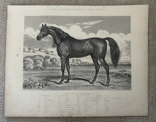 Arab toorkman charger horse - arab‑toorkman,