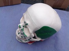 Human Skull Anatomical Model - Life Sized  with Muscle groups markings
