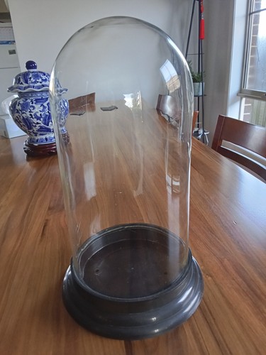 Antique glass dome display - antique,
