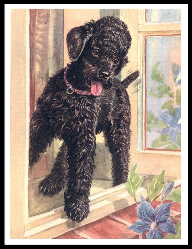 Poodle black the - poodle, at