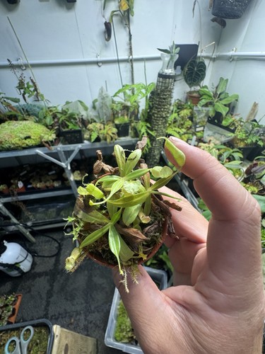 Nepenthes gracilis pot - nepenthes, of