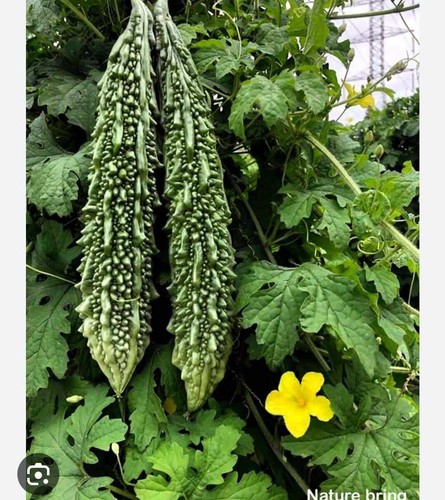 Hybrid bitter gourd - bitter, gourd,