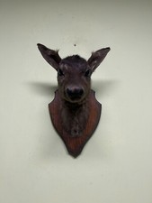 Fallow deer head on the board