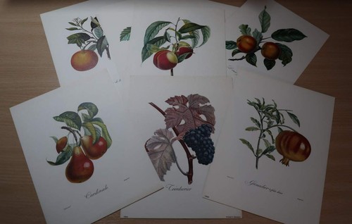 Vintage grape fruit - grape,