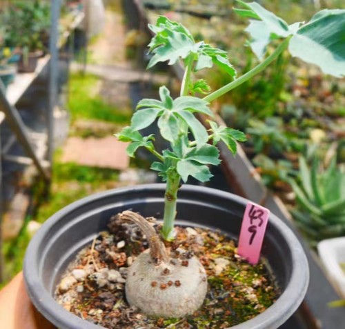 Jatropha berlandieri own root - berlandieri,